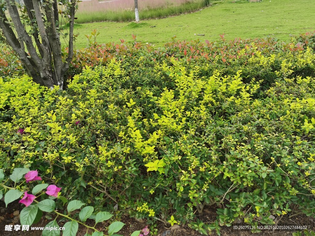 多彩绿植花卉景观