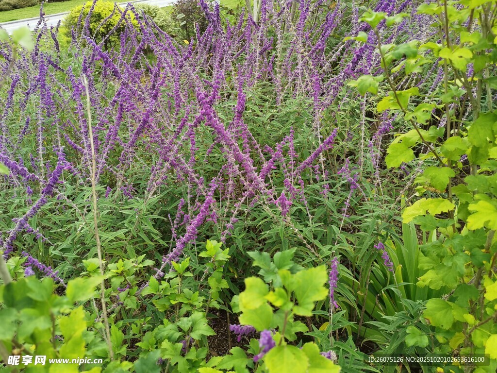 紫色植物与绿叶相映成趣