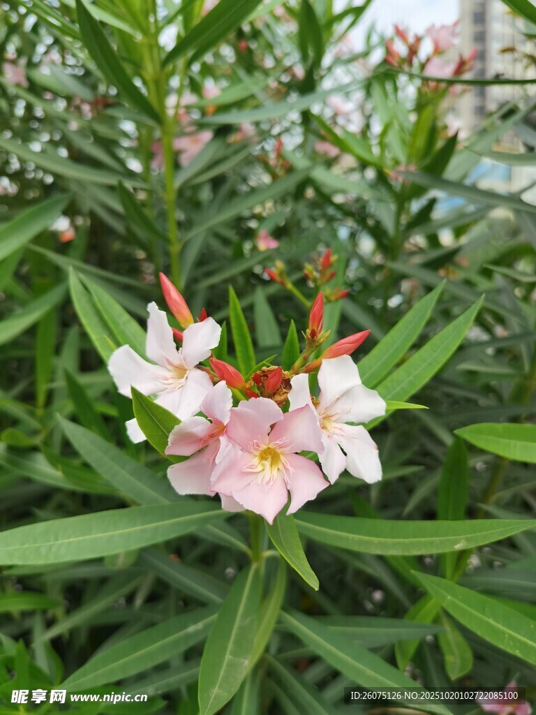 娇艳夹竹桃绽放绿叶间
