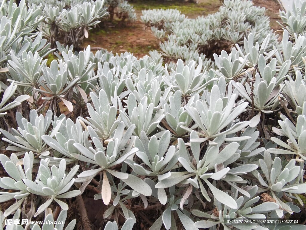 银叶植物特写