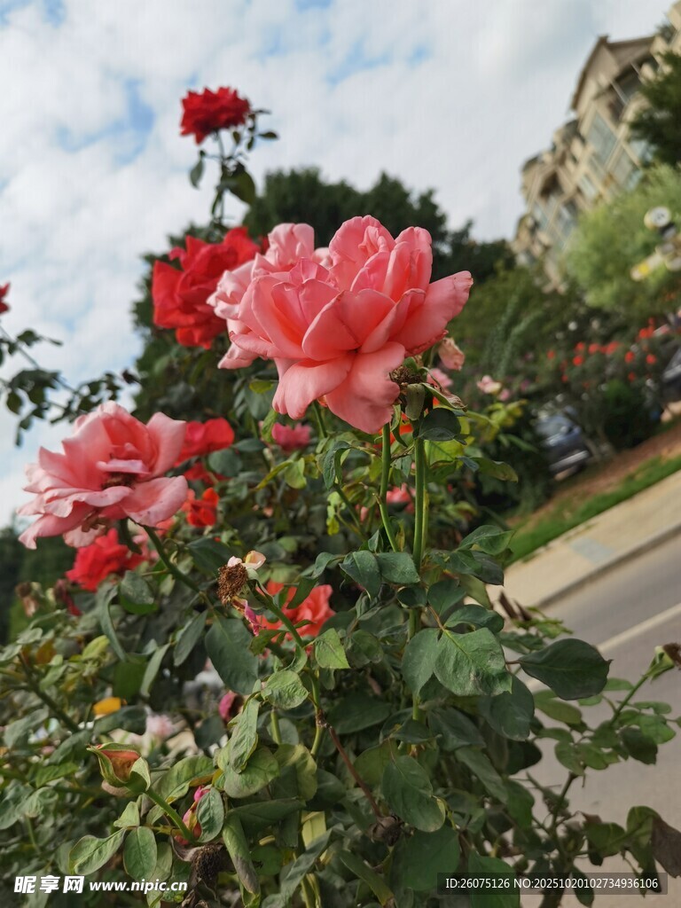 路边绽放的娇艳红玫瑰