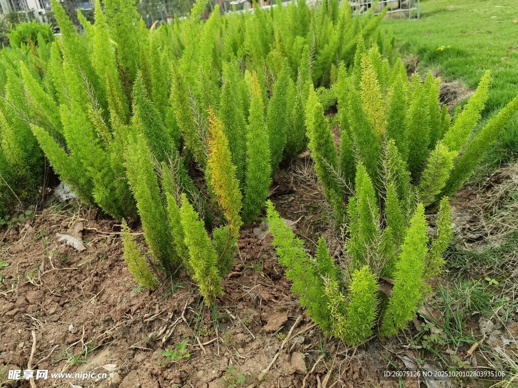 翠绿芦荟生机勃勃