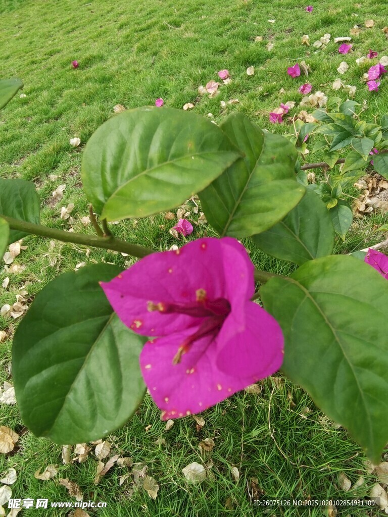 娇艳紫花绽放绿叶间