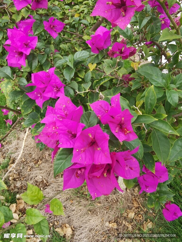 艳丽三角梅绽放于绿植间