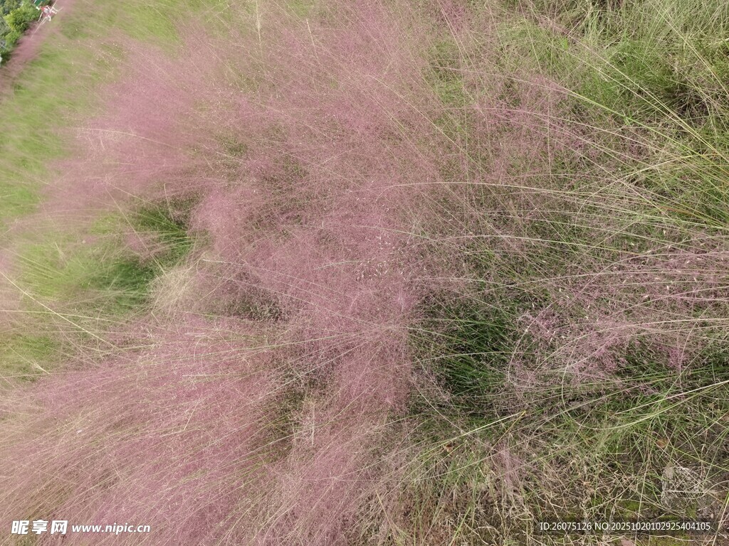粉黛乱子草的浪漫景致