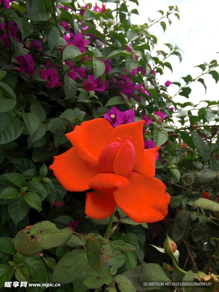 娇艳橙花绽放绿叶间