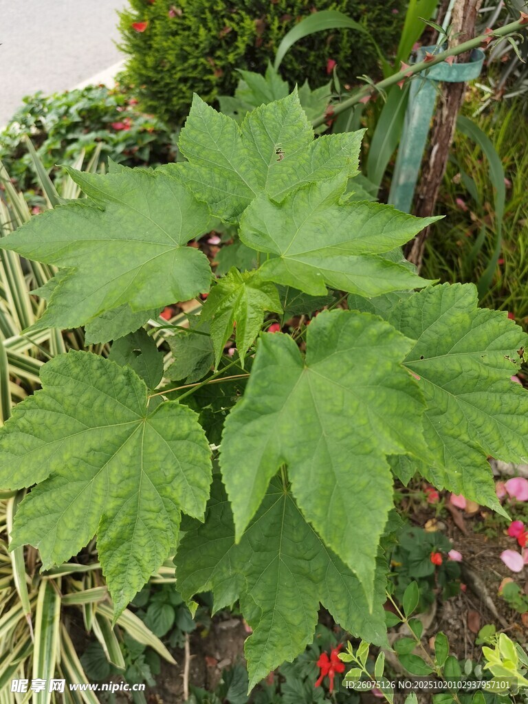 绿叶繁茂的绿色植物