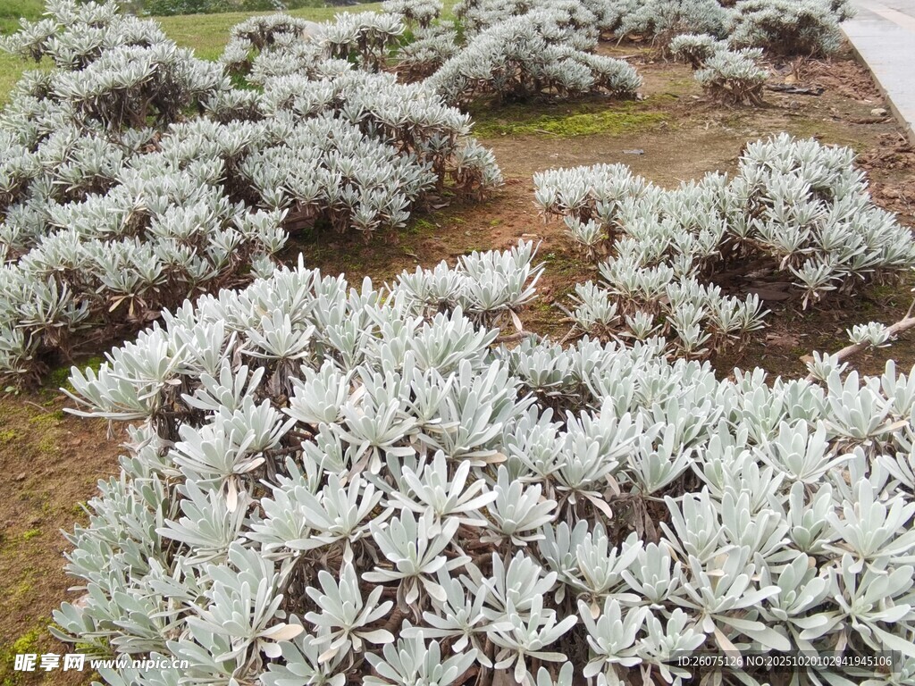 银叶植物景观