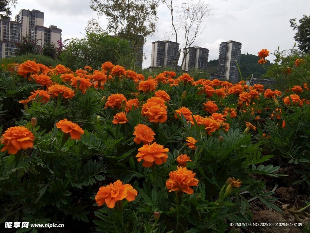 橙色花丛与远处建筑景观