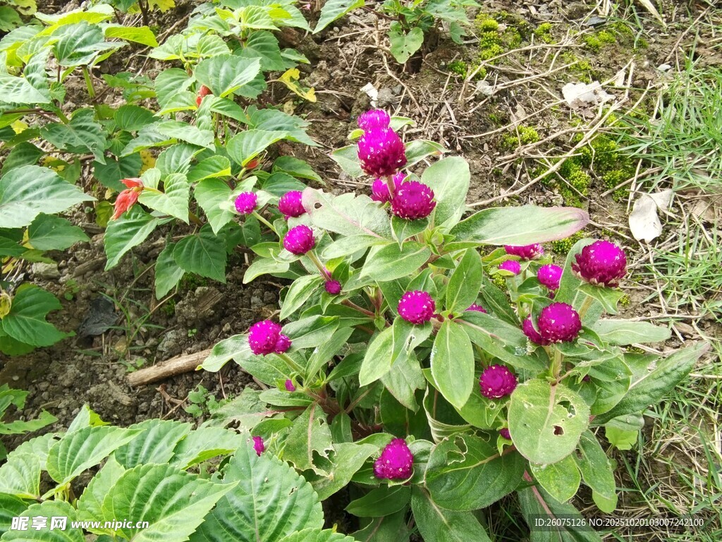 娇艳绽放的紫色花卉