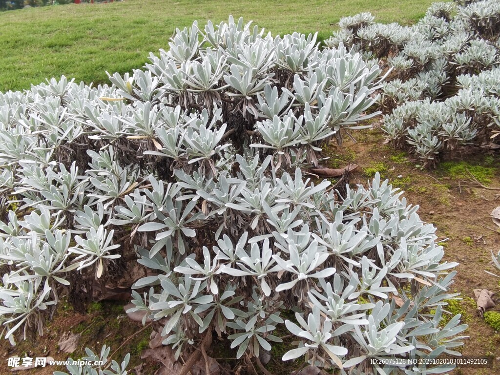 银叶植物景观