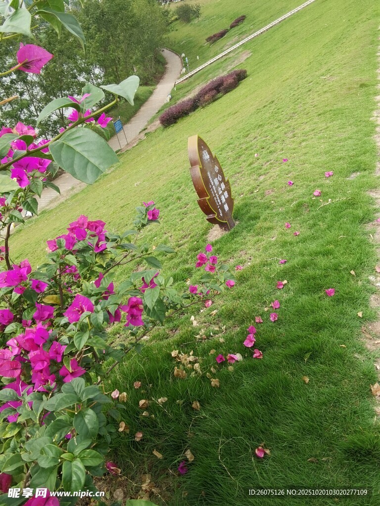 花丛旁草地上的花草牌