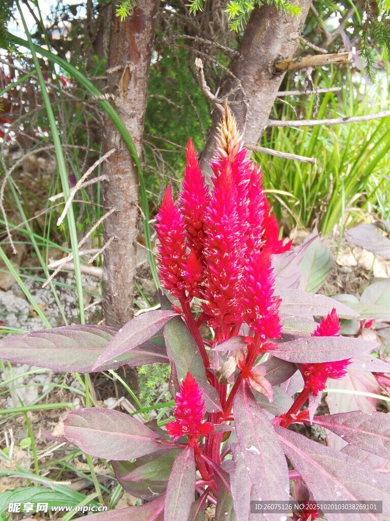艳丽红穗鸡冠花绽放