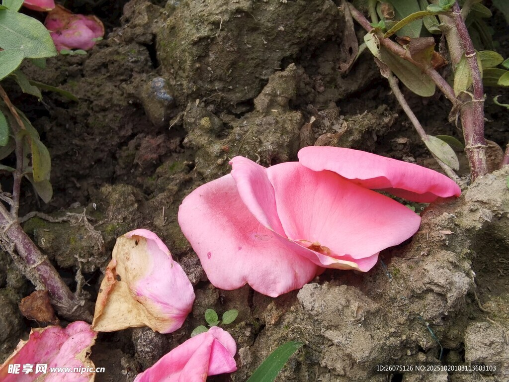 地上的粉色落花