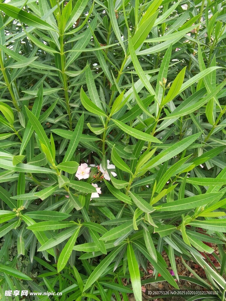 绿叶丛中的白色小花