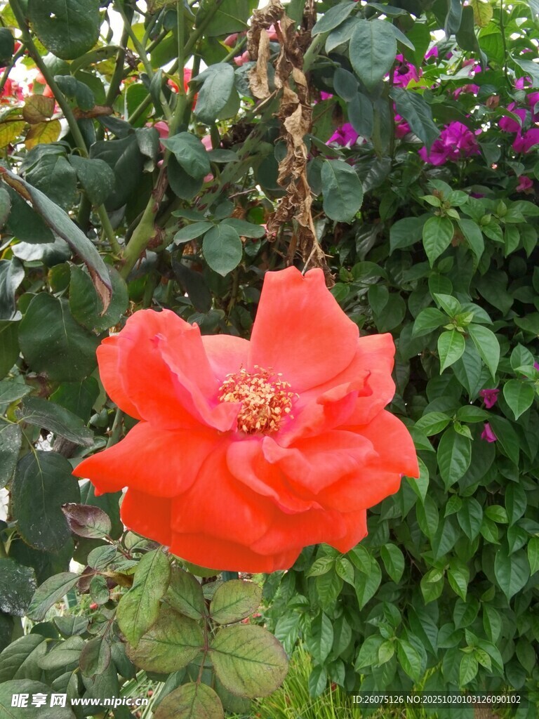 娇艳红花绽放于绿植间