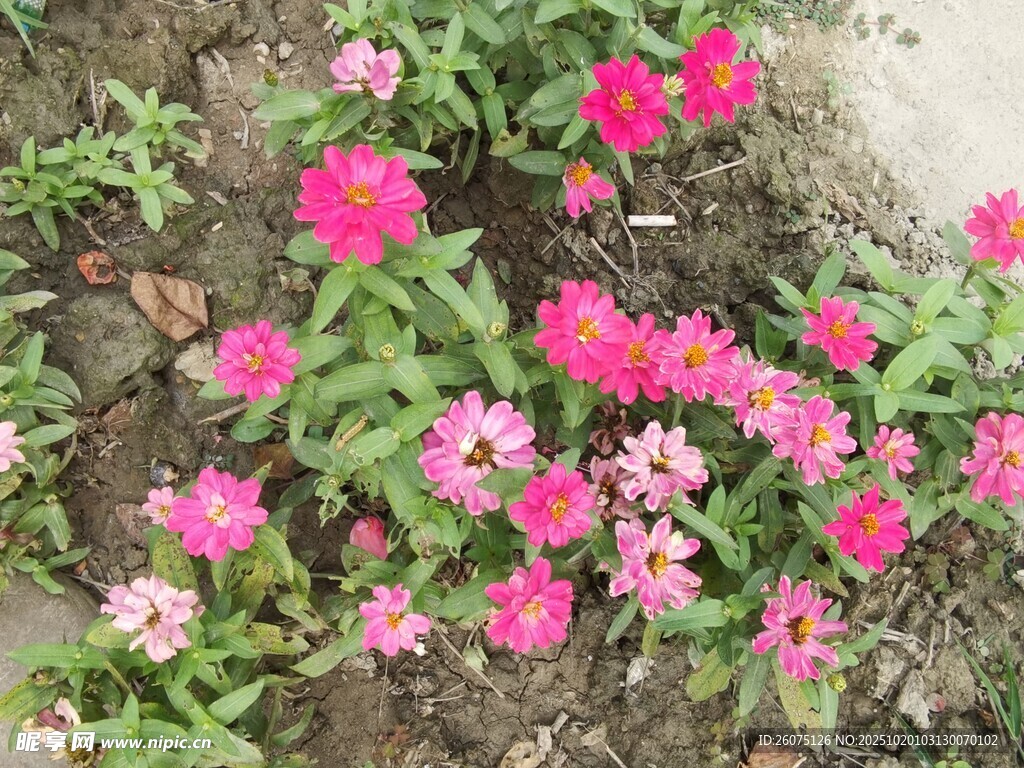 粉色花丛绽放生机