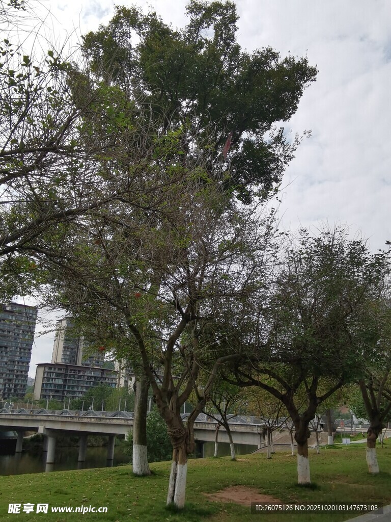 城市公园中的绿树景观