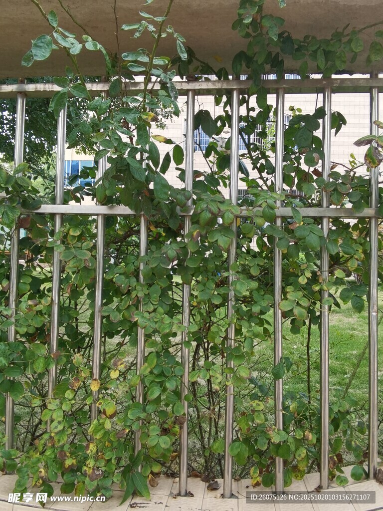 铁艺围栏旁的绿植景观