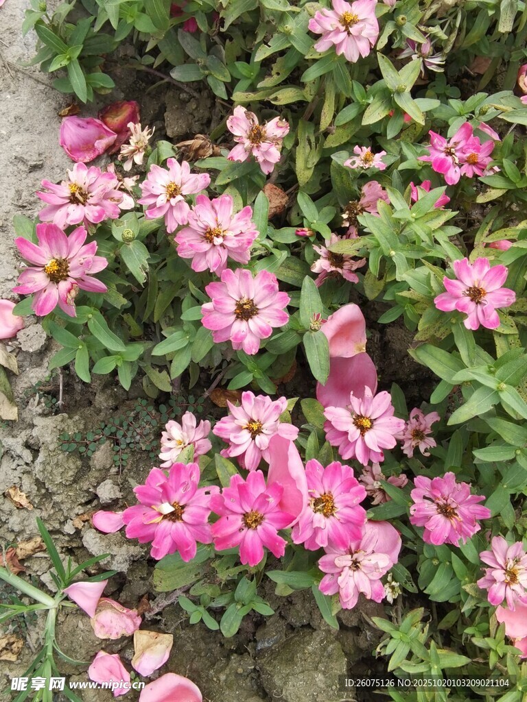 粉色花朵绽放于绿叶间