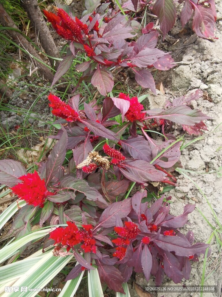 红叶间绽放的艳丽红花