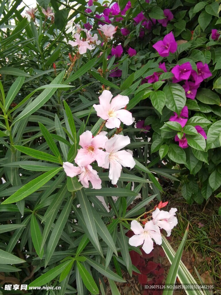 粉色花朵与绿叶相映成趣