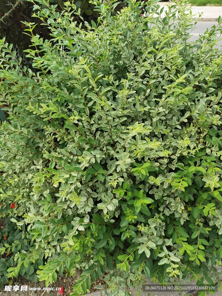 绿叶繁茂的绿植景观