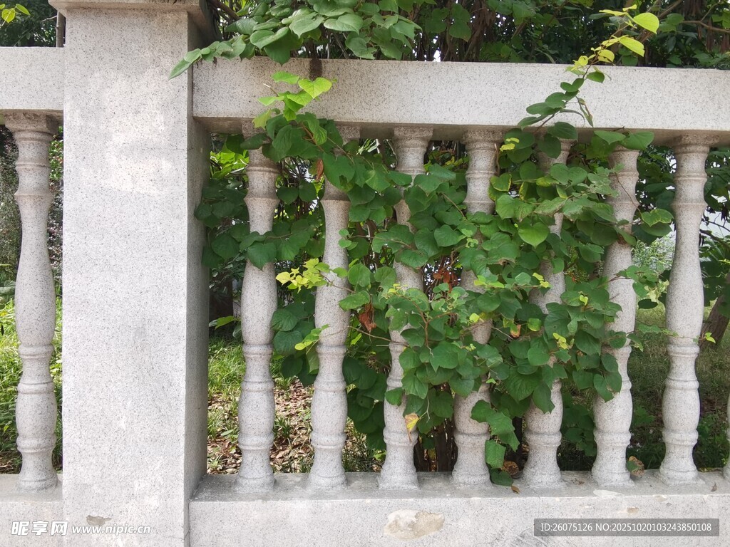 石栏上的翠绿藤蔓