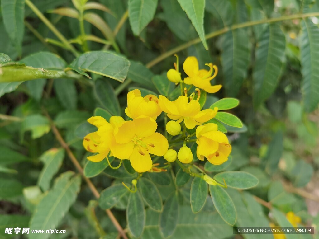 黄色小花绽放绿叶间