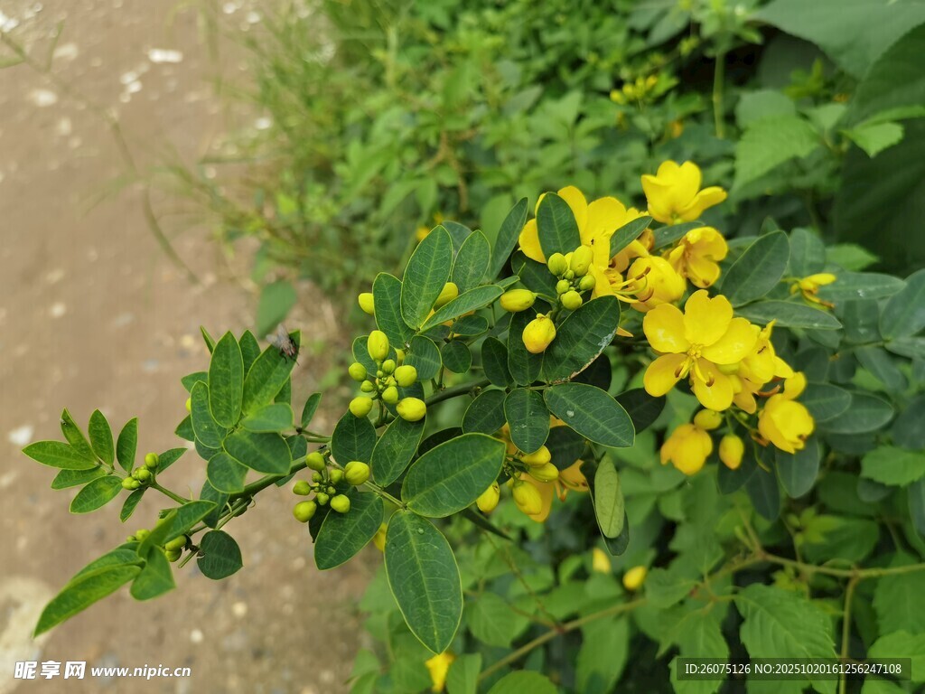 路边绽放的黄色小花