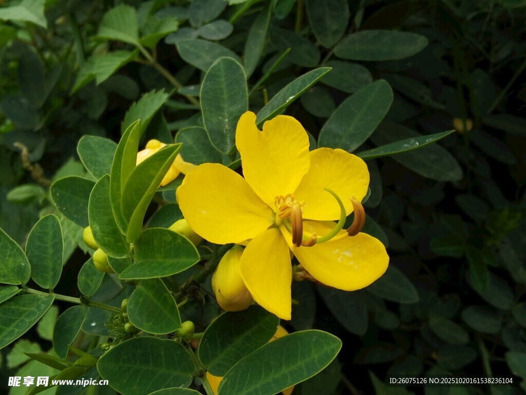 黄色小花上的蜜蜂