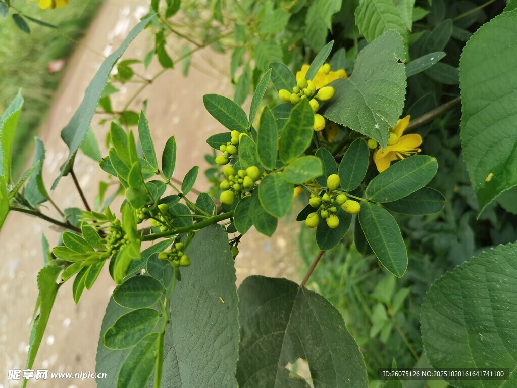 绿叶间的黄色小花绽放