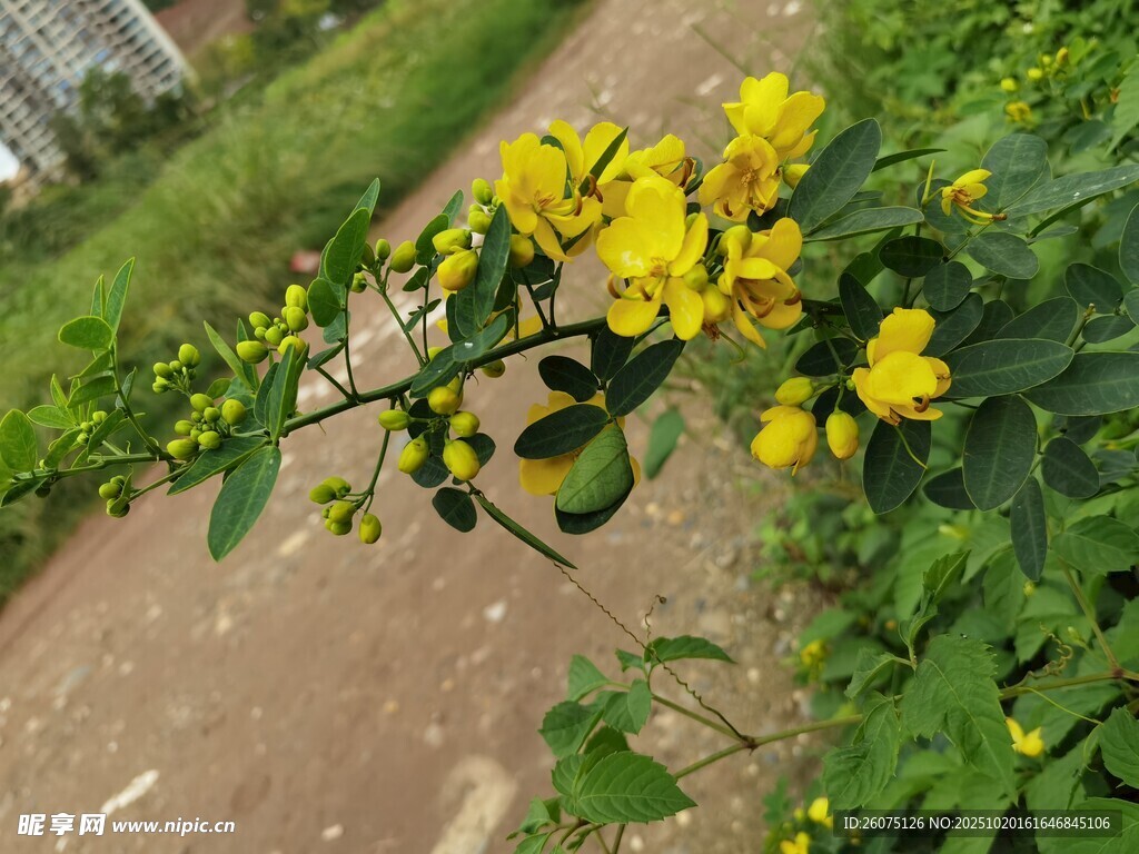 路边绽放的黄色小花