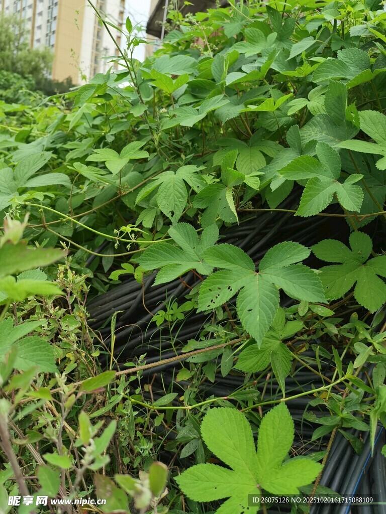 绿叶繁茂的攀缘植物