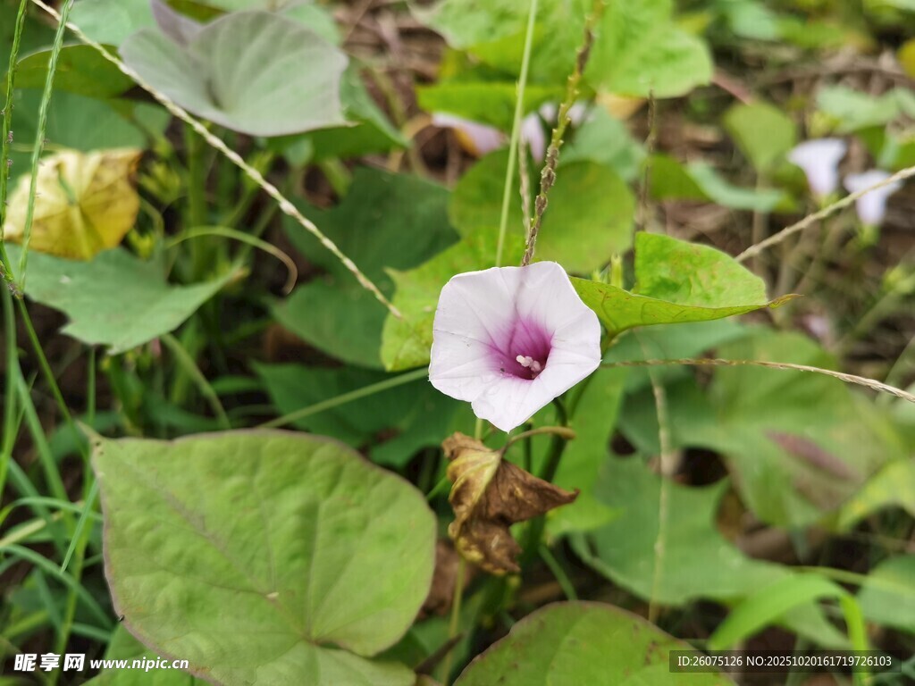 白色牵牛花绽放绿叶间
