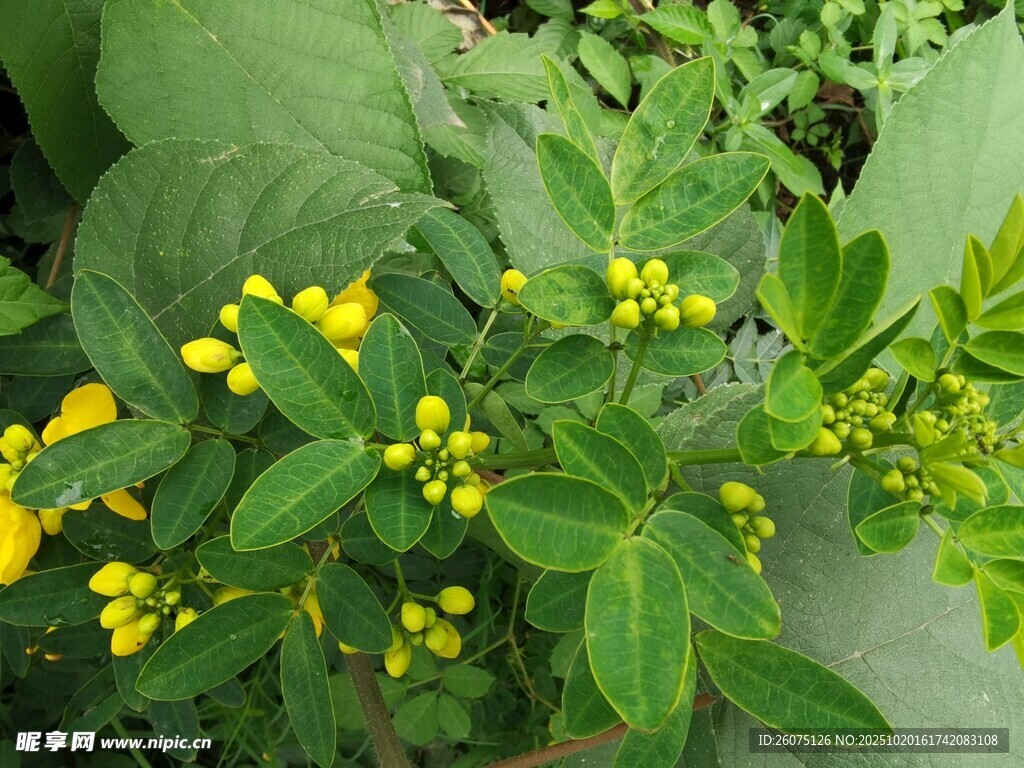 黄色小花与绿叶植物