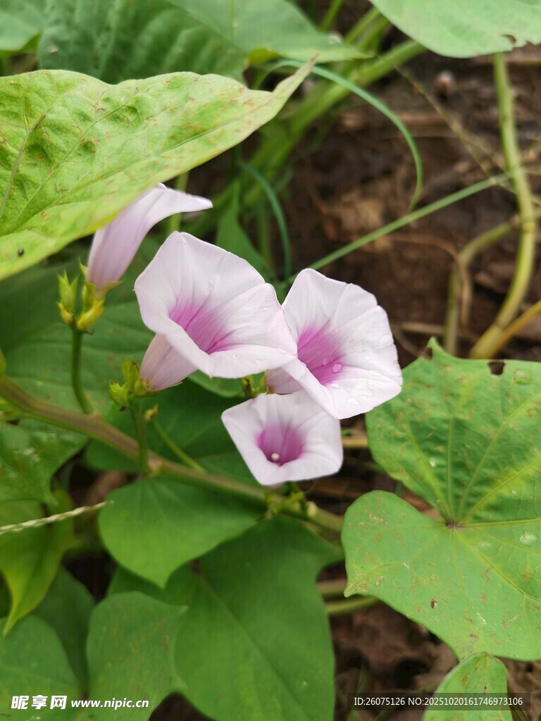 绽放的粉色牵牛花