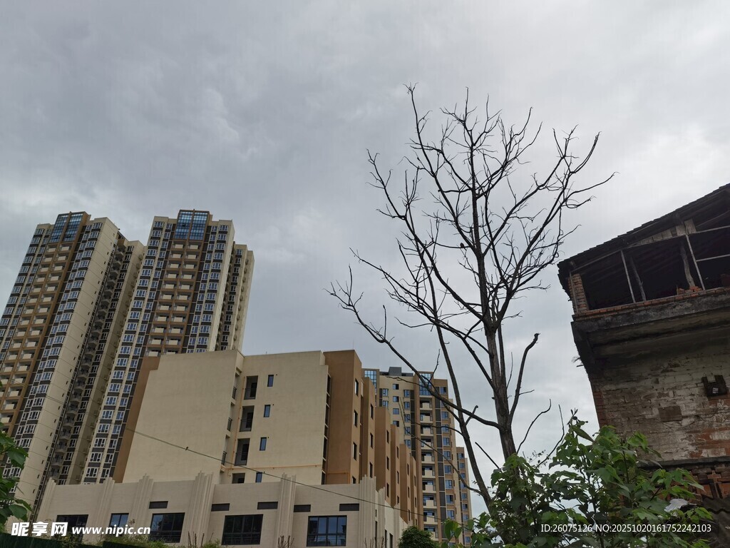 城市建筑旁的枯树景象