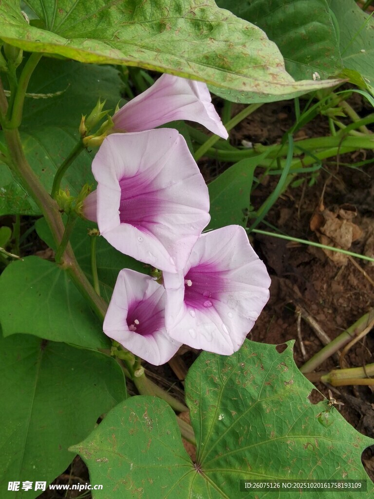 两朵粉紫色牵牛花