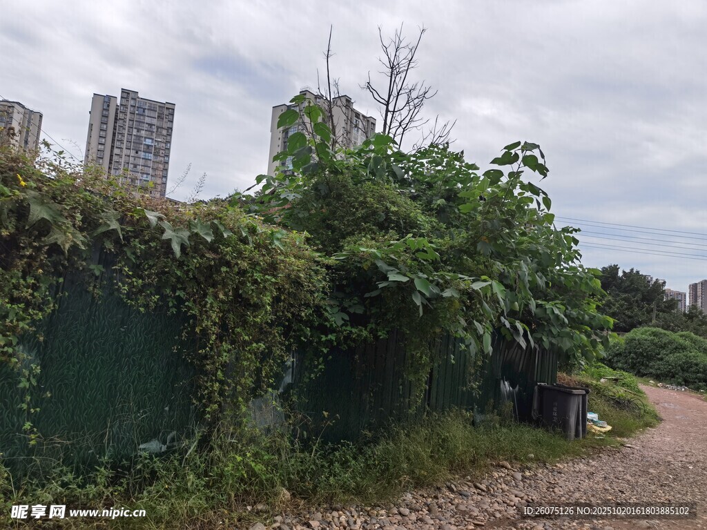 城市中繁茂绿植覆盖的角落
