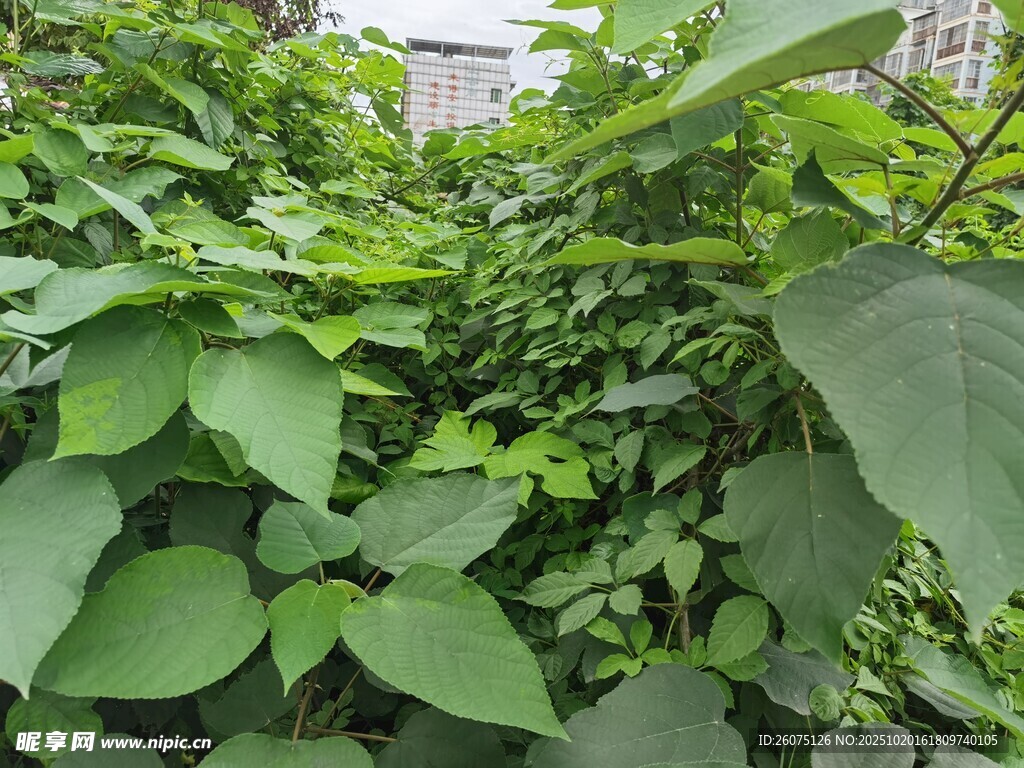 繁茂绿植生机盎然