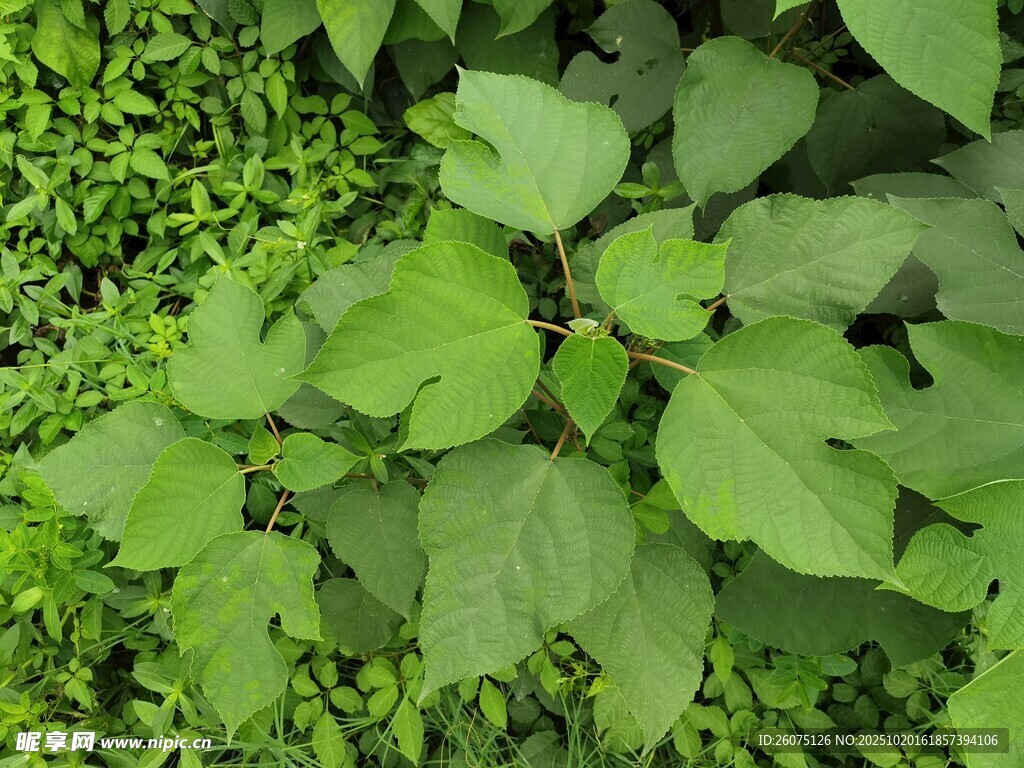 翠绿植物叶片特写