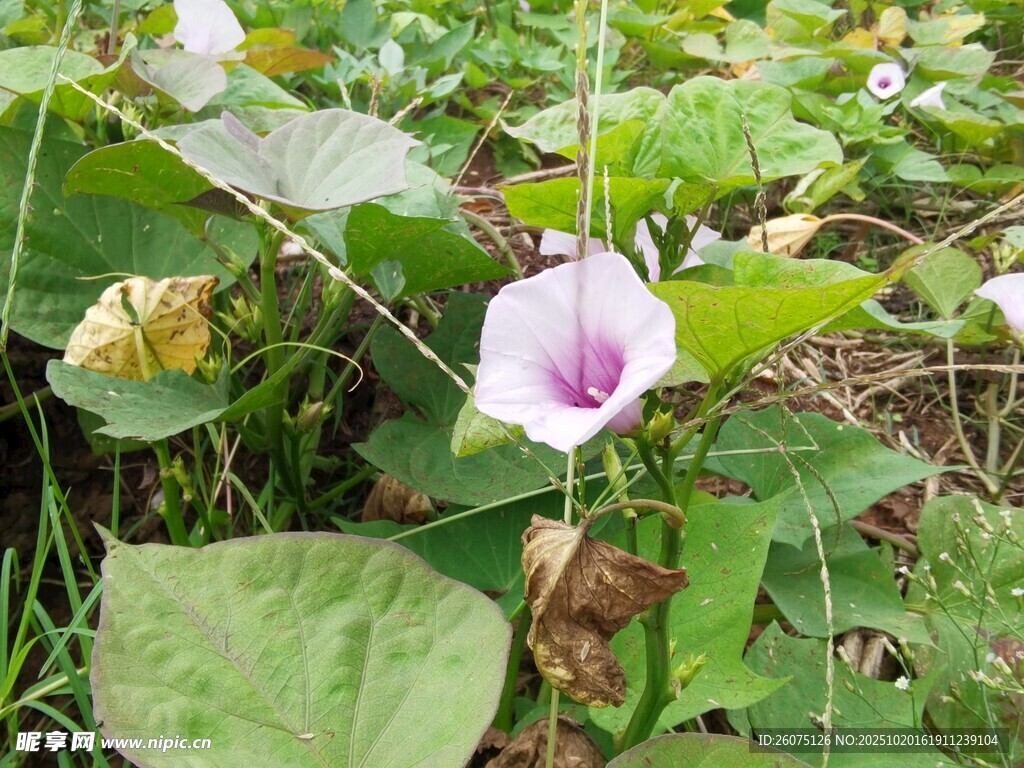 绿叶丛中的粉色牵牛花