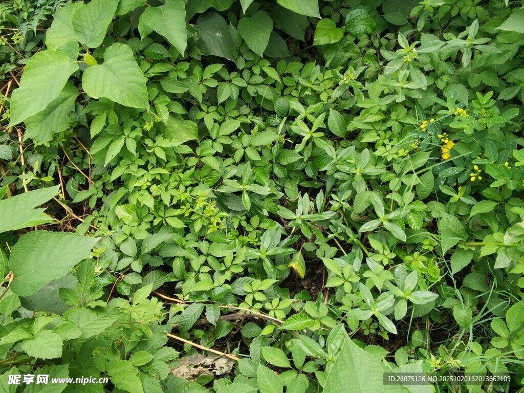 繁茂绿植景观