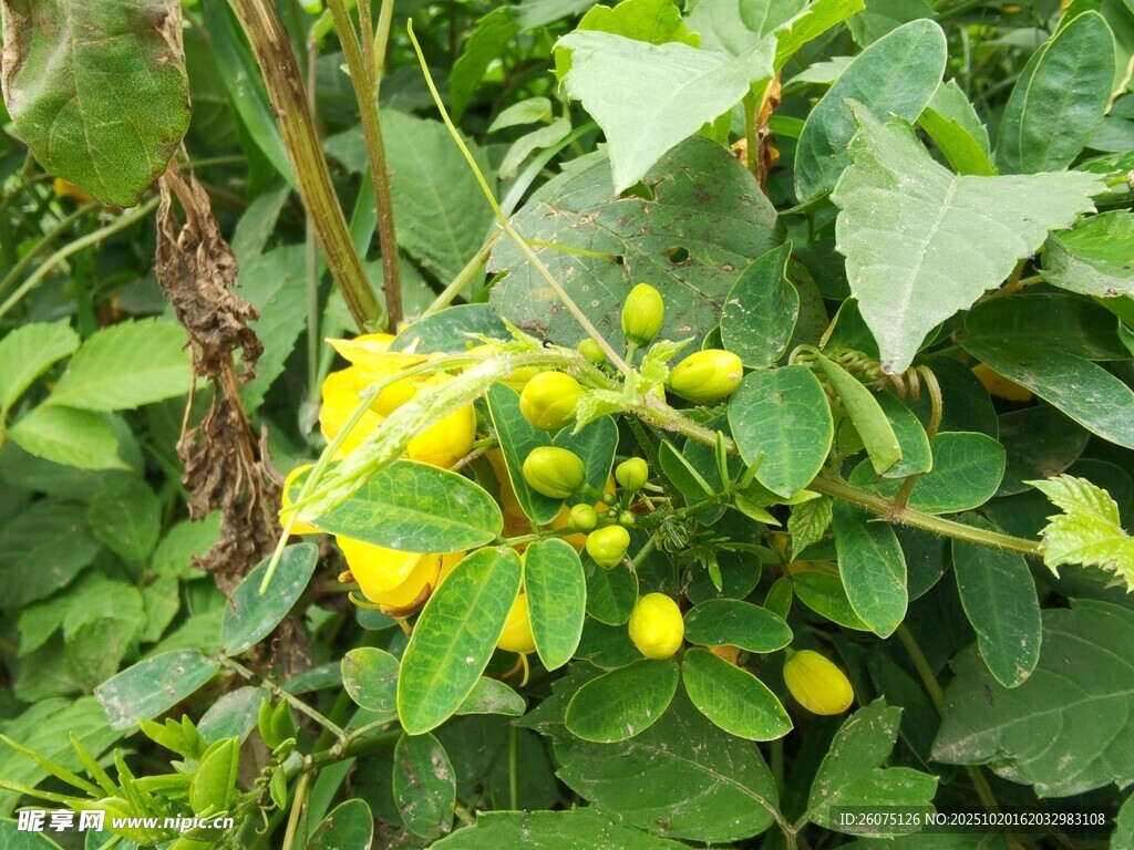 绿叶间绽放的黄色小花