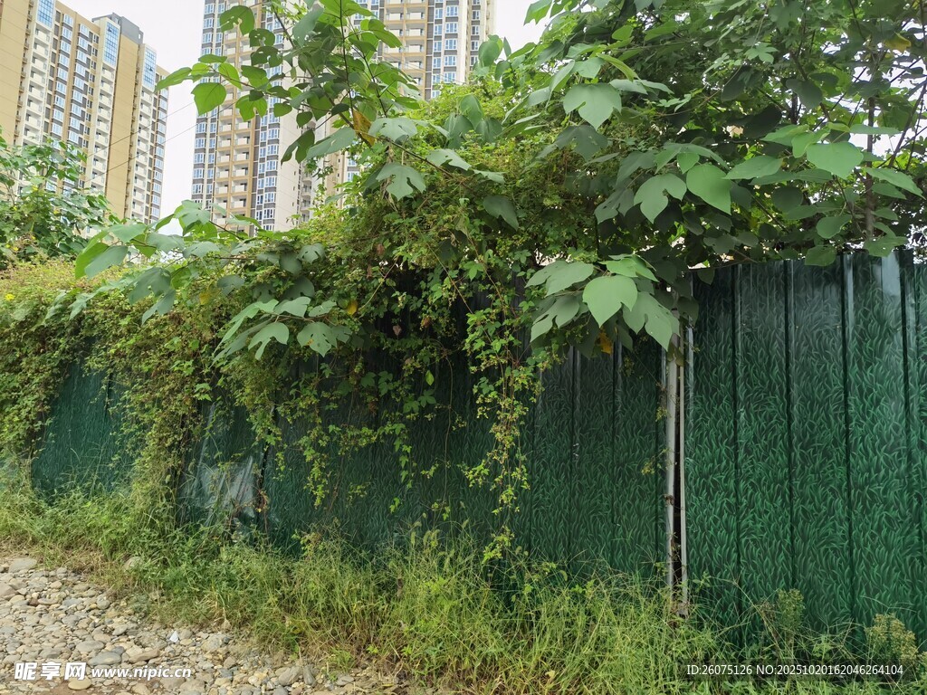 绿色围栏边的繁茂绿植