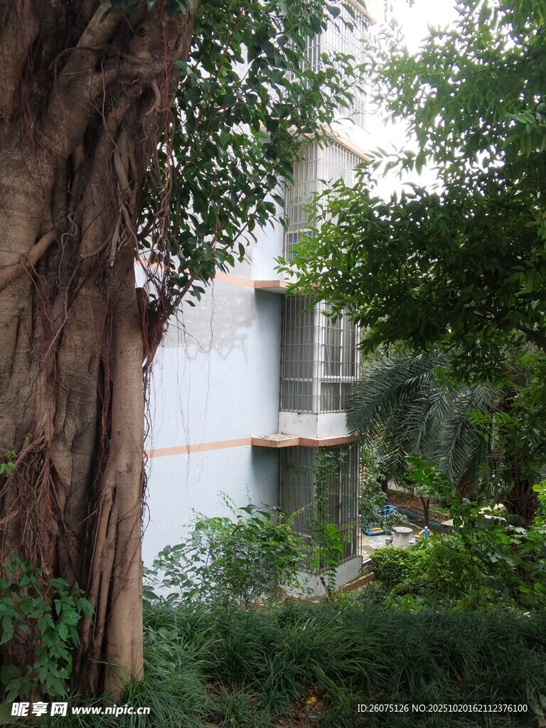 树旁掩映的白色建筑