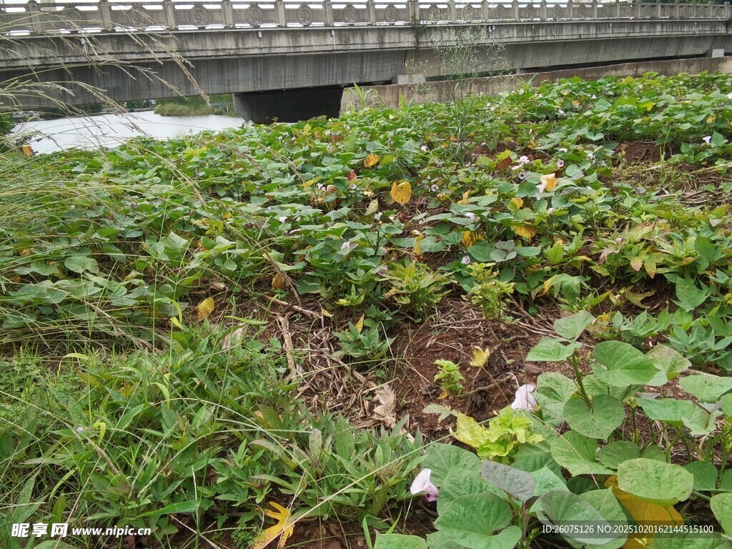 屋顶绿植景观