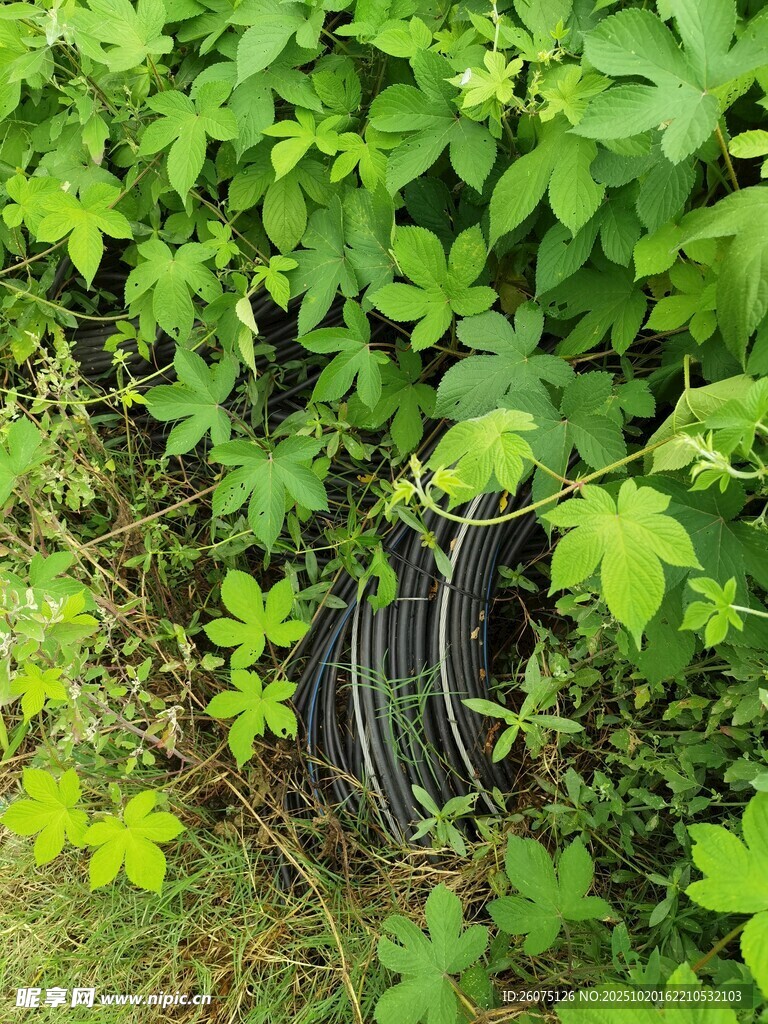 草丛中的排水井盖
