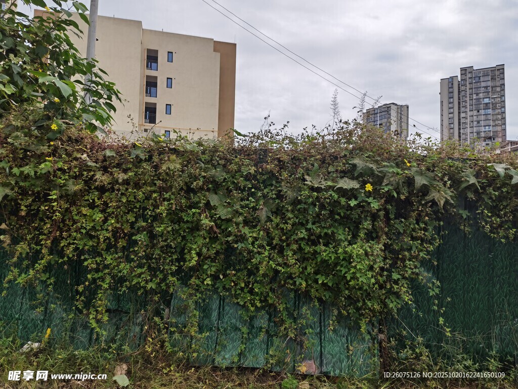 城市绿植覆盖的围栏景观